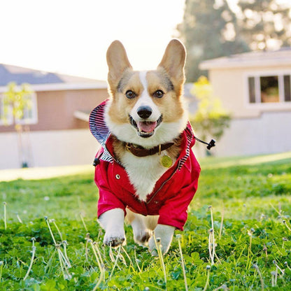 Hondenregenjas Georgie